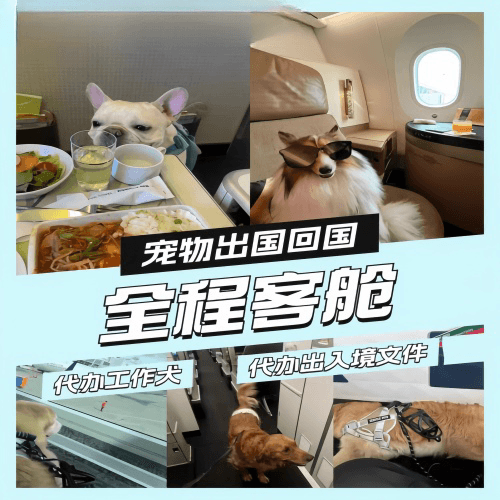 湖州市宠物托运到白俄罗斯宠物入境规定和要求